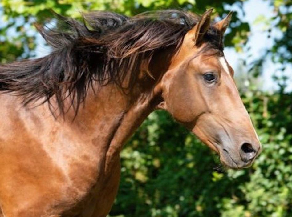 Jumenterie Etalons Semence disponible Chevaux à la vente Haras du Coussoul